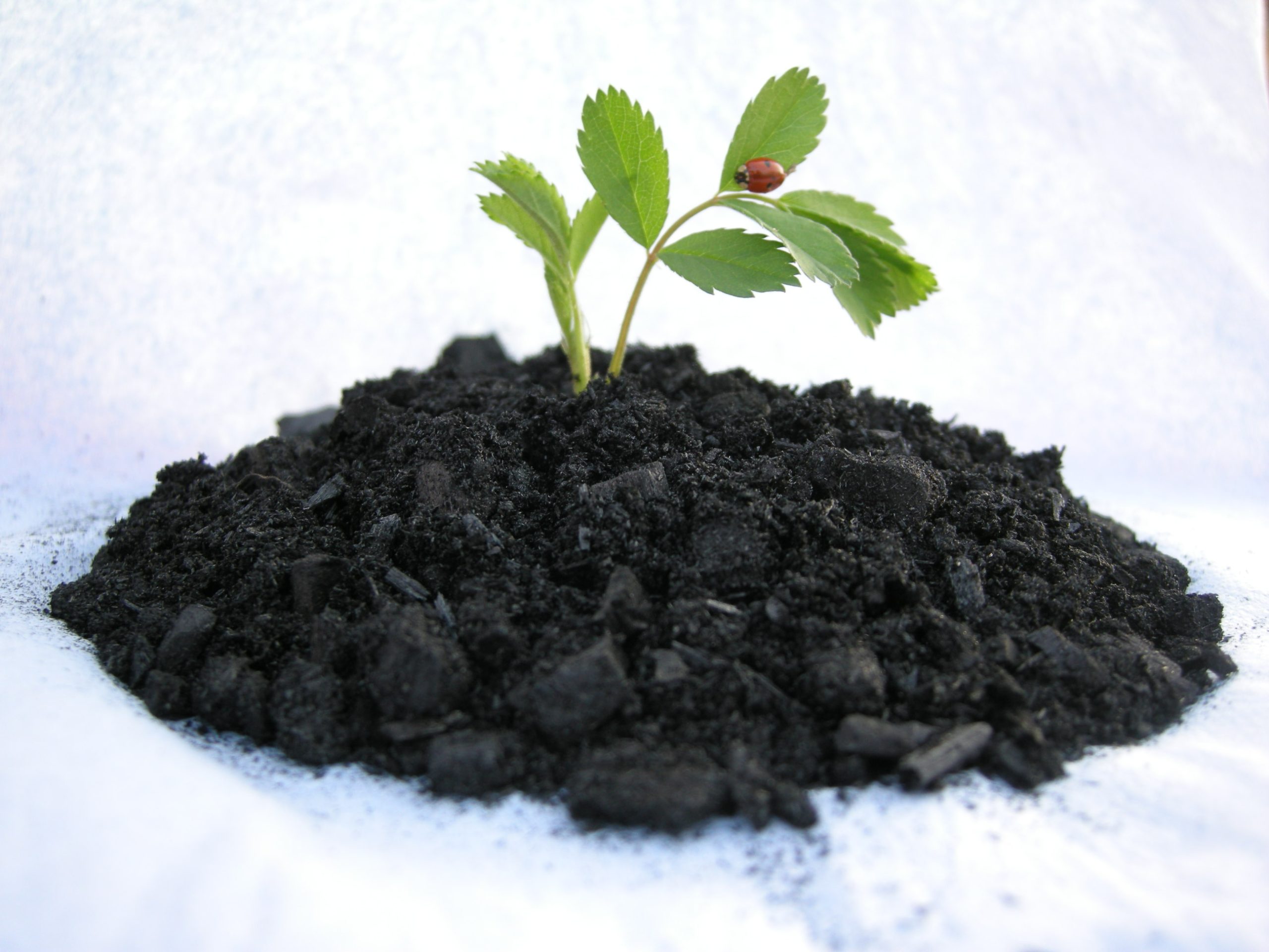 biochar for environment